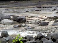 Banjir Lahar Dingin di Magelang