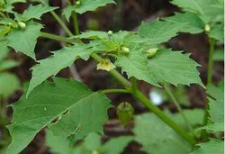 Tanaman Ciplukan Cegah Kanker Payudara