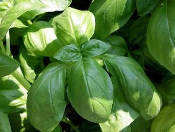Daun Basil