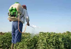 Efek Pestisida Bikin Petani Lebih Cepat Pikun