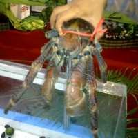 Kepiting Jumbo Pemanjat Pohon Kelapa Hadir di Gasibu