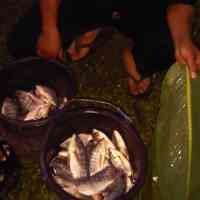 Ikan Kalimas Mabuk, Warga Panen