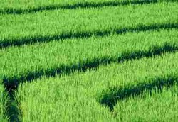 Cegah Kelaparan, Ilmuwan Kembangkan Padi Tanpa Air