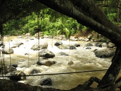 Menyeberangi Jembatan Akar nan Eksotik