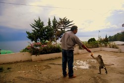 Monyet Sibaganding Turun Gunung