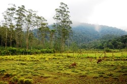 Yang Berbulu di Ranca Upas