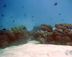 Burung Jalak, Kebanggaan Bali yang Hampir Punah