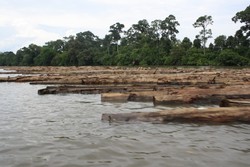Gelondong Kayu Yang Membuat Pilu