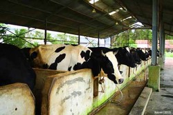 Ratusan Sapi Hijaukan Bumi Bangka