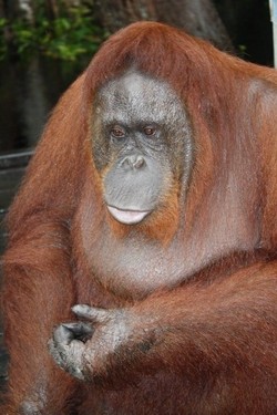 Sahabat Baru Dari Camp Lakey