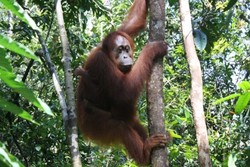 Menyusuri Sungai Sekonyer Menuju Dunia Keajaiban Tanjung Puting