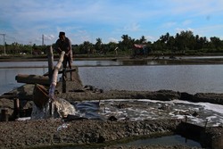 Bertani di Pulau Garam 