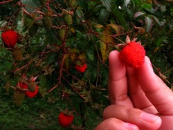Panen Arbei di Danau Cileunca
