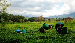 Melihat Lebih Dekat Pengolahan Teh