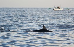 Tarian Lumba-lumba dari Lovina