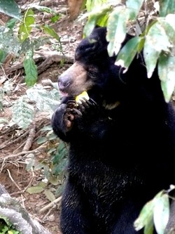 Menumbuhkan Kesadaran Lingkungan di Kawasan Konservasi Beruang Madu