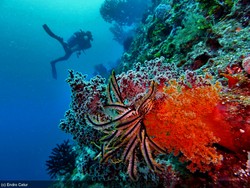 Cuci Mata di Bawah Laut Desa Opiaref