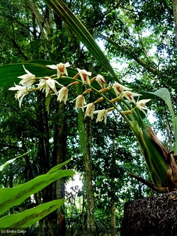 Surga Kecil bagi Burung dan Anggrek Papua