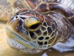 Pulau Penyu, Alternatif Wisata Tanjung Benoa yang Menyenangkan