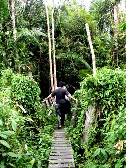 Hutan Lindung Sungai Wain: Menunggu Untuk Diselamatkan.