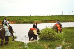Serunya Safari Gajah di Way Kambas