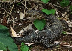 Mengamati Keragaman Hayati Pulau Waigeo