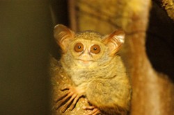 Cinta Sejati Tarsius  