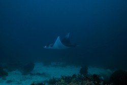 Selusur Sayap Manta Sangalaki