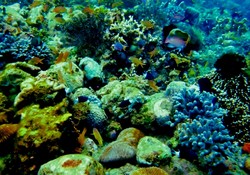 Menyelami Keunikan Laha