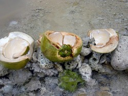 Menikmati Kelapa Muda di Air Belanda