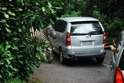Menikmati Kehidupan Liar yang Ramah