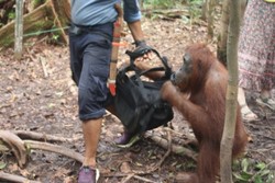 Pacuan Adrenalin di Taman Jurassic Park Indonesia