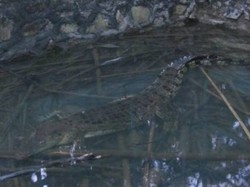 Tangisan Pilu Bumi dan Satwa