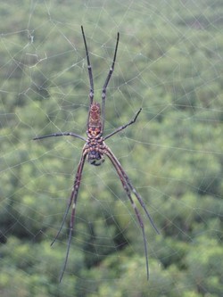Tangan-Tangan Jahil di Jembatan Barito