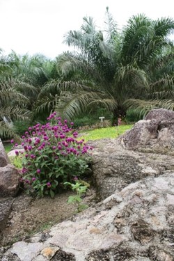 Menguak Kisah Di Balik Sawit