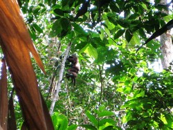 Di Mana Orang Utan Bersarang