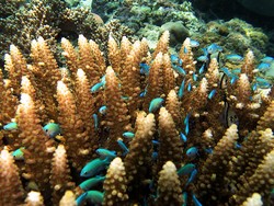 Dunia Lain di Pulau Selayar