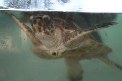 Pak Marjan: Bapak Sejuta Penyu