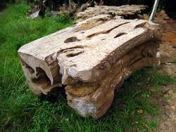 Kayu Jati Penghasil Wirausahawan Sejati