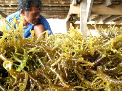 Penggerak Roda Perekonomian Sulawesi Tenggara