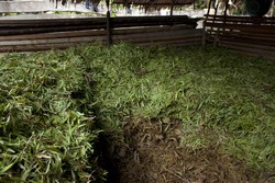 Penyulingan Minyak Kayu Putih di Pulau Buru