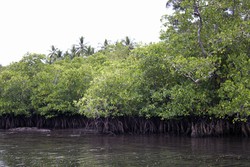 Hutan Mangrove di Desa Sawai