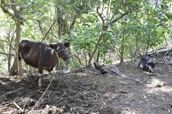 Papela, Desa Nelayan Bugis Islam di NTT