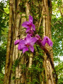 Berpedoman Pada Suara Alam