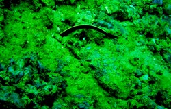 Batu Badiri, Jetty dan Middle Point Lokasi Penyelaman yang Luar Biasa