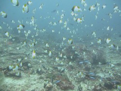 Serpihan Surga yang Jatuh ke Bumi