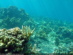 Amboi Nasib Si Ambai