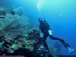 Taman Laut Kepulauan Padaido: Taman Laut Penuh Kejutan