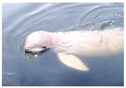 Mengusut Pesut: Orcaella brevirostris di Sungai Sesayap