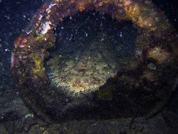 Menyelam di antara Sampah dan Kehidupan Malam di Raja Ampat